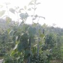 미수로가로수 이미지