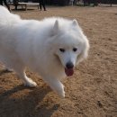 닥스훈트(DACHS HUND) 이미지
