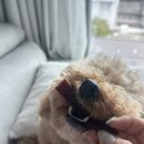 튼튼홍삼 | 강아지간식추천 레디펫고 강아지 홍삼튼튼져키 소고기 후기