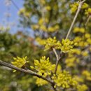 꽃이 피면 이미지