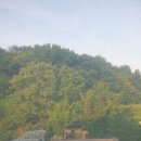 닭소리 이미지