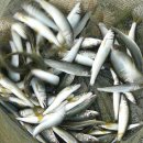 은어펜션 이미지