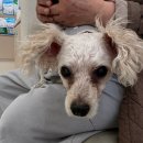 선부중앙동물의료센터 이미지