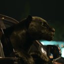 영카센타 이미지