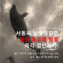 [시민사회단체 공동 기자회견] "서동욱 남구청장은 울산 돌고래 방류 즉각 결단하라" 이미지