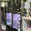 와와동물병원 | 청주 ‘와와동물병원’ 노견 강아지 스케일링,발치 자세한 후기(14살 시츄)