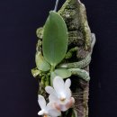 Phalaenopsis lobbii 이미지