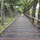 《토요산행-청하》 6월 6일 (토) 대공원 치유의숲길 이미지
