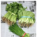 ﻿여름에 먹는 김치 단배추 열무김치 담그기 이미지
