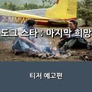 도그스타 이미지