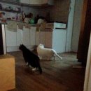 애나동물병원 이미지