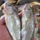 마리올라 이미지