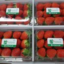 [NH Pasarnita mart 농협관] 맛있는 딸기, 배, 고구마, 야채가 들어왔습니다. 이미지