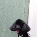 벳메딕