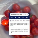 [일본유학D+6] 인생은 도마도처럼。