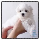 멍앤멍스 이미지