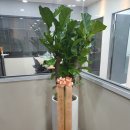 과천오토바이 | 안양 군포 금정역개업화분 꽃배달 군포 과천 의왕 후기 모아보기 호계동꽃집 자매의뜰플라워로 오세요!!