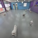 보라애견 이미지