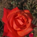 251031 용인 에버랜드 이미지