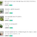 다육사랑화원 | 식물 온라인 구매 성공! 식물과 원예용품의 빠른 배송, 월간화원