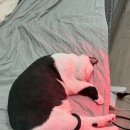열린정문약국 | [다이어트] 죽다 살아난 삭센다 부작용 후기 / 천천히 빼자..../ 삭센다 용량 / 2주차