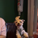 24시월드펫동물메디컬센터 이미지