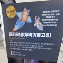 미스신두마리치킨 신정점 | 충북 충주 아쿠아리움 아이랑 실내 가볼만한곳 방문 후기 (ft. 무료 관람)