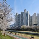 온천천시민공원 동백 이미지