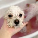 멈머링(mummuring) 이미지