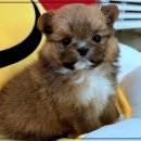 펫365 강아지분양 고양이분양 전주본점 | 펫365 강아지분양 고양이분양, 전주에서 믿고 맡길 수 있는 곳이 있어요!