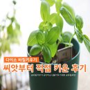 함께키우기 | 다이소 바질 키우기, 바질씨앗 발아부터 성장까지 직접 키운 후기