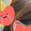 고냥이네 이미지