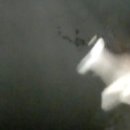 세운자동차공업사 | 스타렉스 범퍼 교체 후기 - 고라니 사고 후 대처와 보험처리 여부, 수리방법 공유