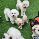 멍찌애견유치원 이미지