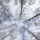 자작나무쉼터 이미지