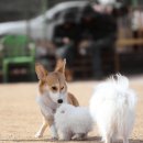 애견아트 이미지