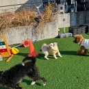 멍스쿨 전주애견유치원 애견호텔 이미지