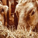 합천축산업협동조합 섬유질사료공장 이미지