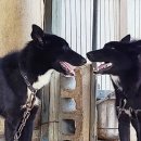 똥강새이 이미지