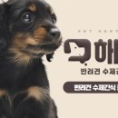 펫해윰 네이버블로그
