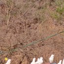 비둘기농장 이미지