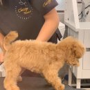 봉이네 애견미용 이미지