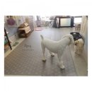 아지다펫 이미지