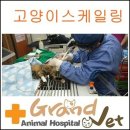 그랜드동물병원 이미지