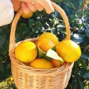 감귤향기 | 제주 감귤체험 후기 [자파리 감귤농장] 귤 효능.주의점까지 한번에 정리