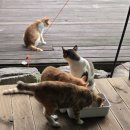 야당동물병원 이미지