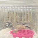 햄스터 분양 햄스터월드 이미지