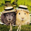 카페느리게 이미지