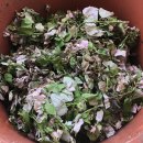 새순1농장 이미지