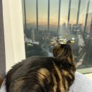 사조참치남양지점 | 화성 남양 가성비 회전초밥 맛집 / 미카도스시 화성시청점 다양한 초밥 즐긴 내돈내산 후기